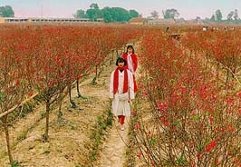 Nhật Tân, đào hồi sinh trên đồng mới