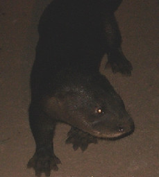 Ảnh của Richard Bull (CPCP).