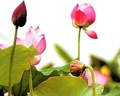 Sen, vị thuốc quý