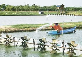 Nuôi tôm công nghiệp tại huyện
Long Phú (Sóc Trăng).