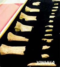 20 mảnh văn tự giáp cốt giá cao kinh ngạc: 52,8 triệu NDT