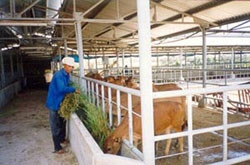 Nâng cao khả năng cạnh tranh của ngành chăn nuôi