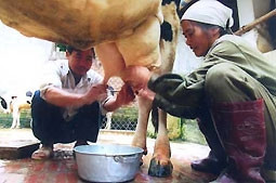 Phương pháp bảo quản sữa không cần làm lạnh