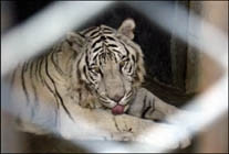 Thái-lan giết 147 con hổ để ngăn chặn virus cúm gia cầm lây lan