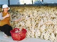 Chị Lê Thị Thanh Lan và sản
phẩm gừng chuẩn bị xuất khẩu
sang Nhật Bản và Mỹ.