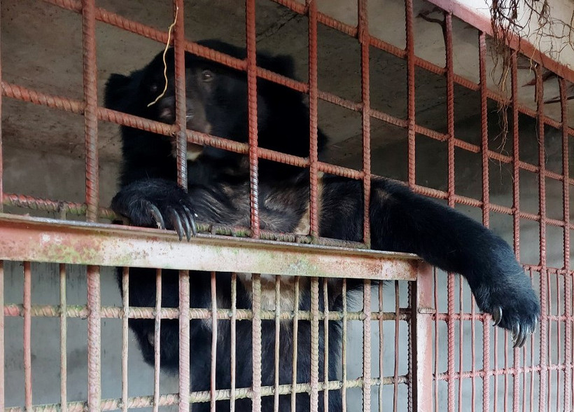 Cá thể gấu được tiếp nhận chuyển giao sáng 26/10 tại tỉnh Long An. (Ảnh: Chi cục Kiểm lâm tỉnh Long An).