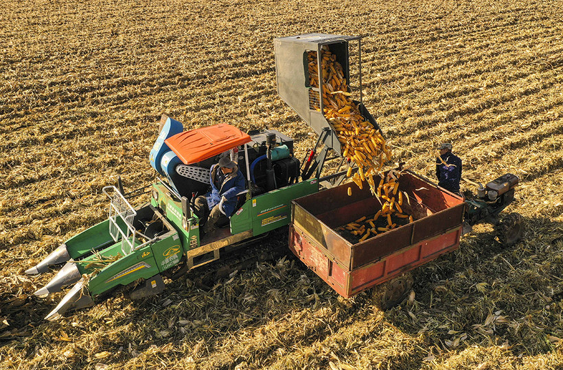 Thu hoạch ngô ở tỉnh Cát Lâm, Trung Quốc. (Ảnh: Tân Hoa Xã)