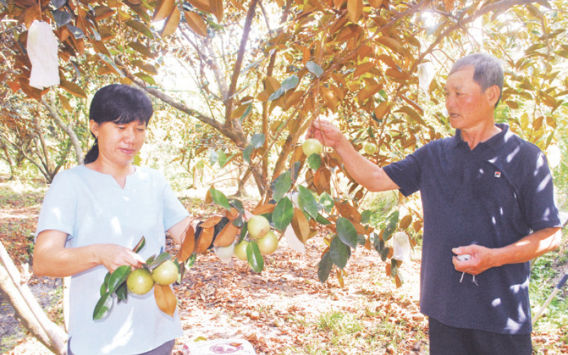 Vú sữa Lò Rèn là loại cây đặc sản của Tiền Giang nhưng diện tích trồng ngày càng thu hẹp.