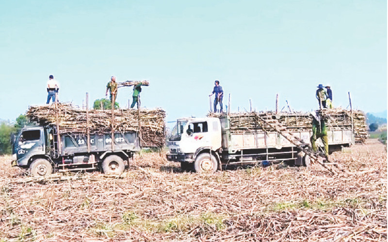 Người dân tỉnh Tuyên Quang thu hoạch mía.