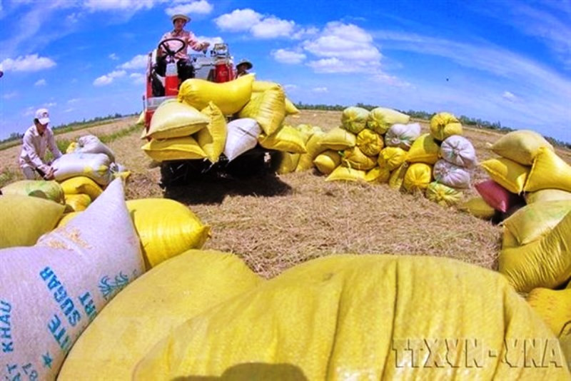 Thu hoạch lúa. (Ảnh: TTXVN)