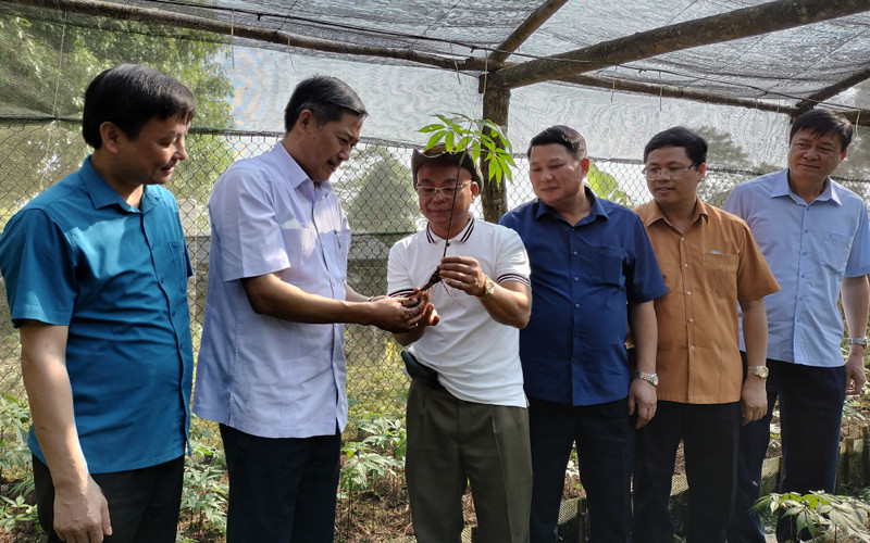 Đoàn công tác kiểm tra, khảo sát mô hình trồng sâm Ngọc Linh của Công ty TNHH MTV Thành Long.