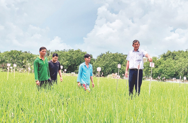 Ông Hồ Quang Cua cùng cộng sự kiểm tra các giống lúa được lai ghép tại Trại Nghiên cứu và Sản xuất giống lúa Hồ Quang. 