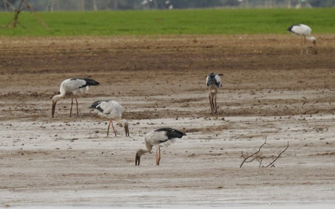 Chim giang sen xuất hiện ở hồ Trị An.