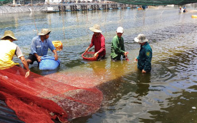 Thu hoạch tôm nuôi tại Công ty TNHH Minh Phú-Lộc An, huyện Đất Đỏ.