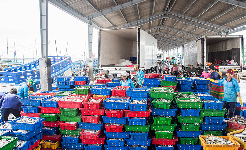 Bốc xếp cá tại cảng Trần Đề. 