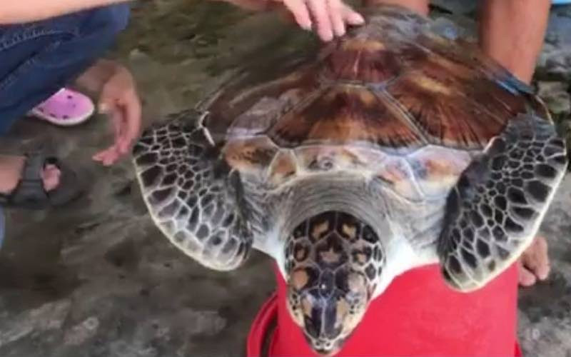 Cá thể vích bị thương