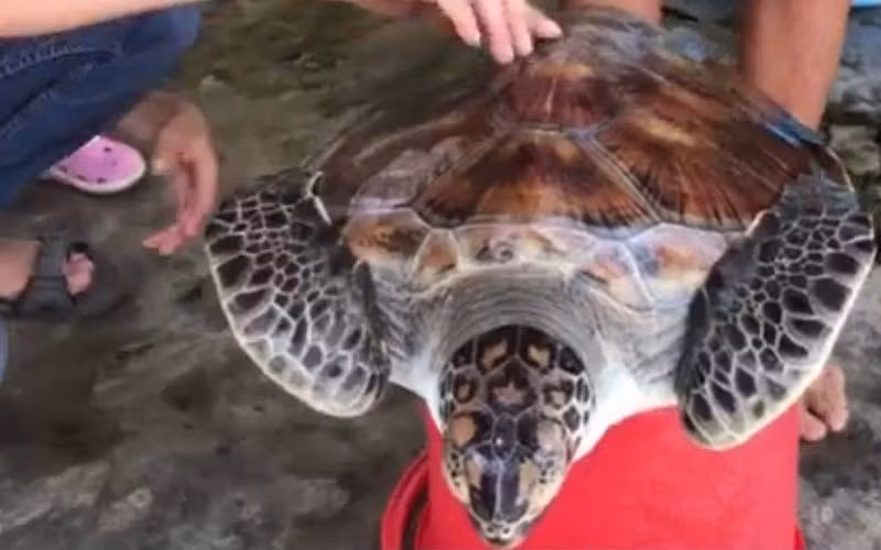 Cá thể vích bị thương