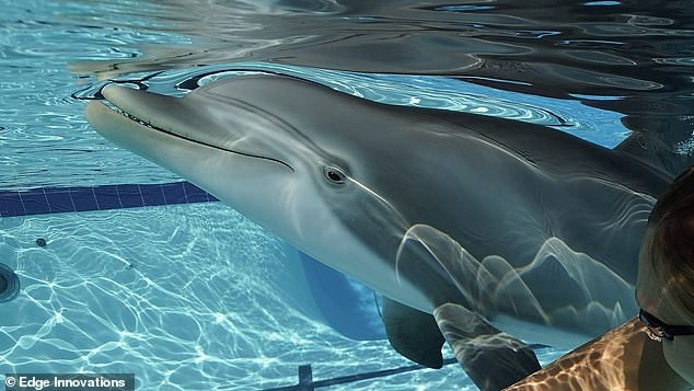 Edge Innovations đã phát triển một robot cá heo để thả vào các công viên biển và thủy cung ở Trung Quốc như một sự thay thế cho cá heo thật.