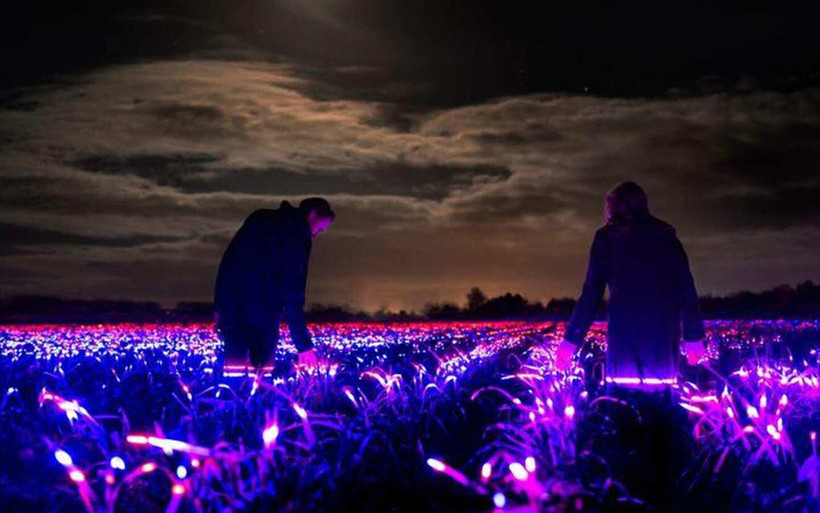 Cánh đồng ánh sáng với các tia cực tím, vừa là sắp đặt nghệ thuật, vừa hạn chế sâu bệnh. Ảnh: Reuters