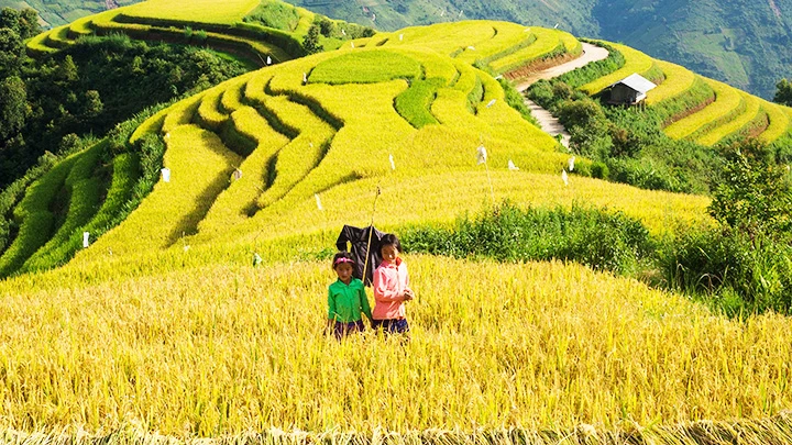 Hồn nhiên trên nương lúa vàng.