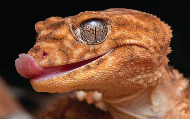 Tắc kè đuôi chùm trên dãy núi West MacDonnell, lãnh thổ Bắc Australia.