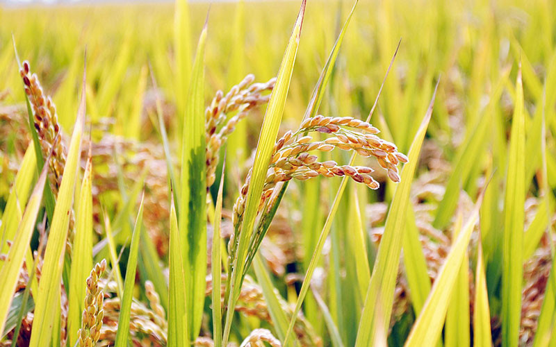 Hạt gạo làng ta