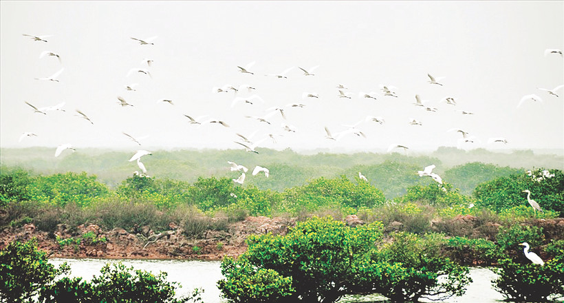 Hằng năm, nhiều loài chim di cư quý hiếm bay về… Ảnh: VQG Xuân Thủy