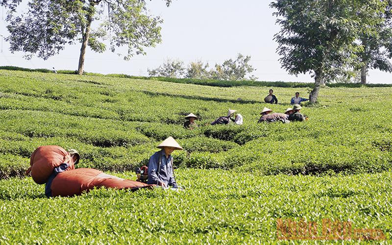 Đồng bào dân tộc thiểu số huyện Thanh Sơn (Phú Thọ) áp dụng khoa học kỹ thuật vào sản xuất nông nghiệp.