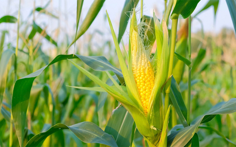 Ảnh minh họa. (Nguồn: Reuters)