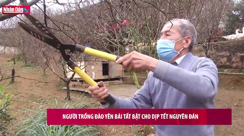 Người trồng đào Yên Bái tất bật cho dịp Tết Nguyên đán