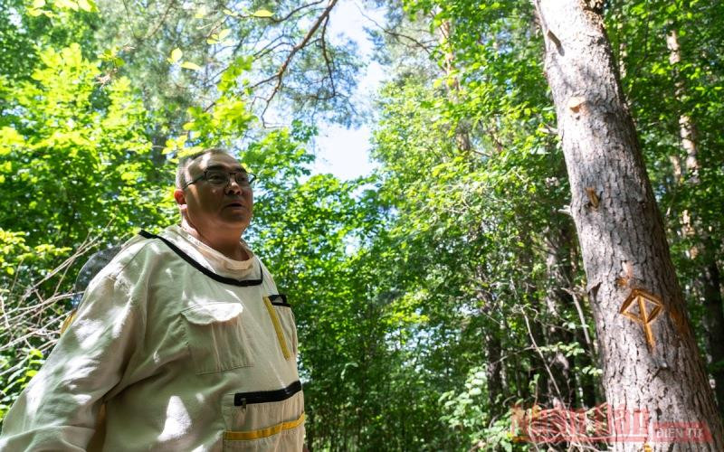 Làng Ivano-Kazanka ở vùng Iglinsky (CH Bashkortostan, LB Nga) ngày càng nổi tiếng với những gia đình nhiều thế hệ nuôi ong trên cây sống. Trong số đó, có gia đình ông Fanis Khalilov (trong ảnh). 