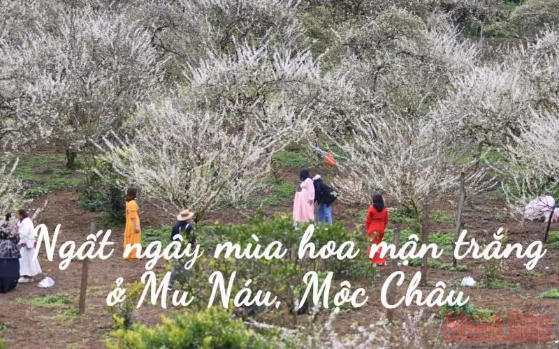 Ngất ngây mùa hoa mận trắng ở Mu Náu, Mộc Châu