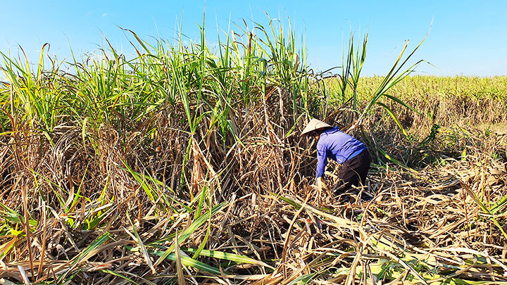 Cây mía đang phải cạnh tranh mạnh mẽ với đường mía nhập khẩu.