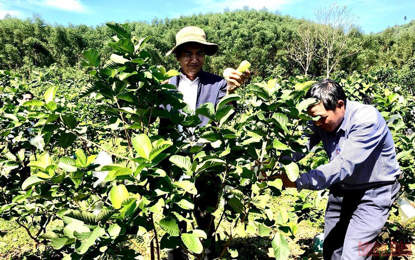 Trên 5ha, anh Nguyễn Hữu Hoa trồng hơn 5.000 cây ổi ruby, dâu xiêm… phát triển tốt, sản lượng đạt 3-5 tấn/năm.