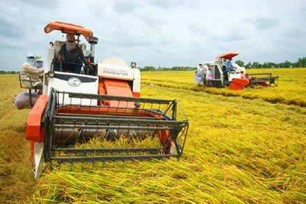  Nông dân các tỉnh đồng bằng sông Cửu Long thu hoạch lúa bằng máy gặt đập liên hợp.