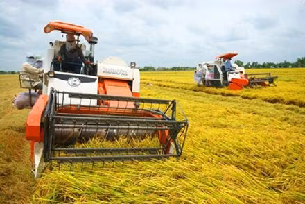  Nông dân các tỉnh đồng bằng sông Cửu Long thu hoạch lúa bằng máy gặt đập liên hợp.