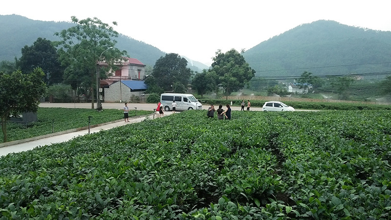 Vùng chè đặc sản Tân Cương (thành phố Thái Nguyên) thu hút nhiều du khách tham quan.