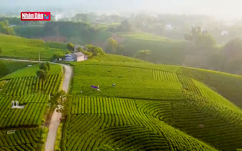 Trải nghiệm du lịch sinh thái tại xứ chè Tân Cương