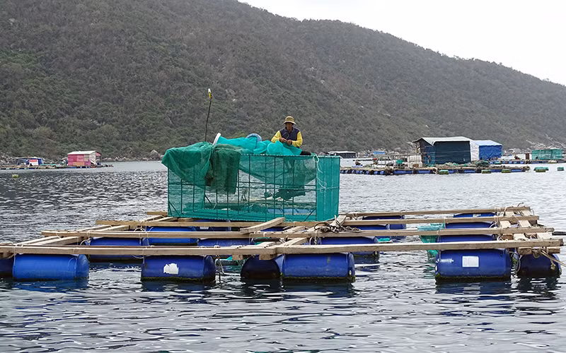 Lồng bè nuôi thủy sản trên vịnh Vũng Rô (thị xã Đông Hòa, Phú Yên).