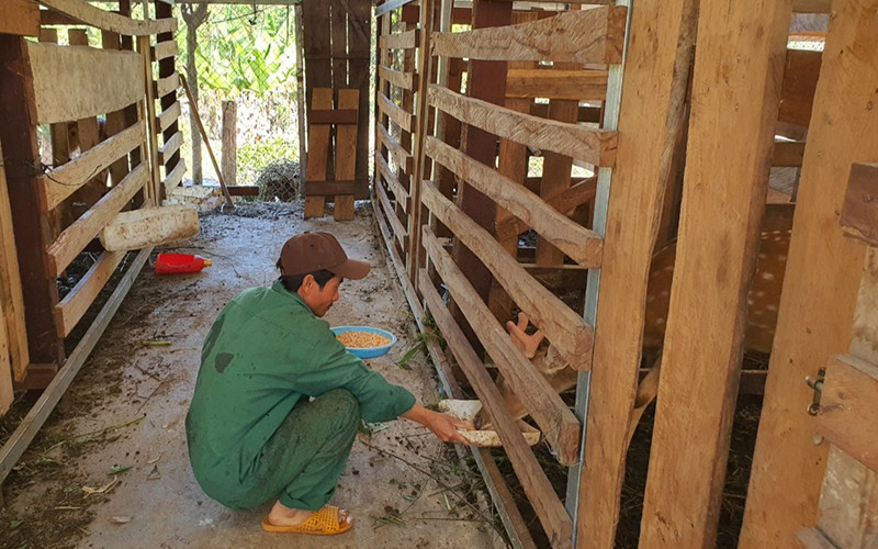 Anh Nguyễn Xuân Tiến, thôn 4, xã Ia Dom, huyện Ia H’Drai chăm sóc đàn hươu của gia đình.