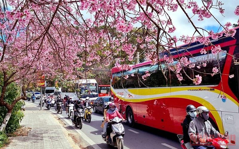 Đà Lạt nồng nàn sắc xuân
