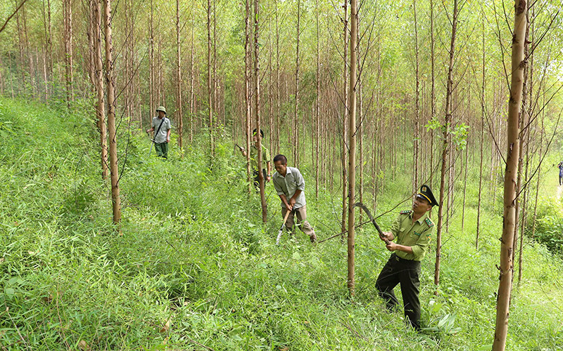 Chăm sóc rừng nguyên liệu gỗ keo tại xã Đồng Vương, huyện Yên Thế (Bắc Giang). Ảnh: VŨ SINH
