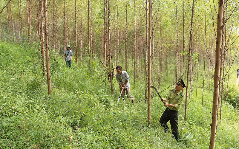 Chăm sóc rừng nguyên liệu gỗ keo tại xã Đồng Vương, huyện Yên Thế (Bắc Giang). Ảnh: VŨ SINH