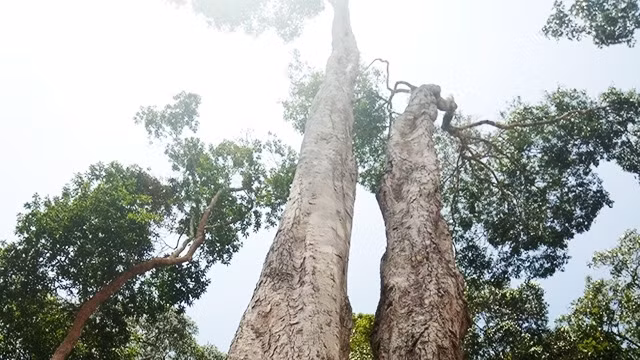 Những cây ươi cho quả có chiều cao từ 20 - 30 m.