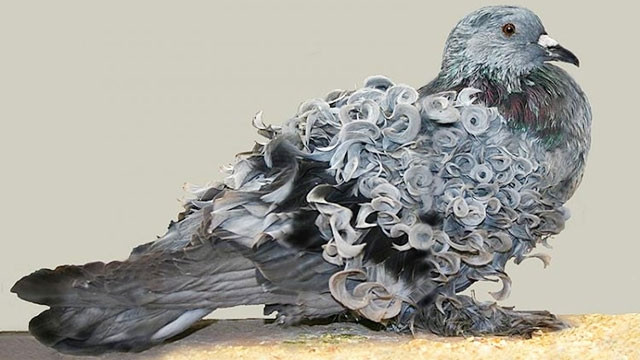 Loài chim bồ câu lông xoăn