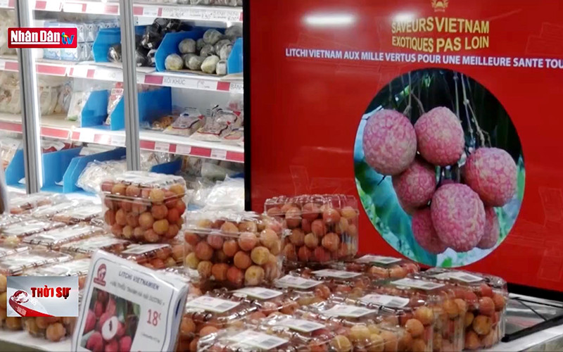 Lô vải thiều đầu tiên có tem truy xuất nguồn gốc tới Pháp