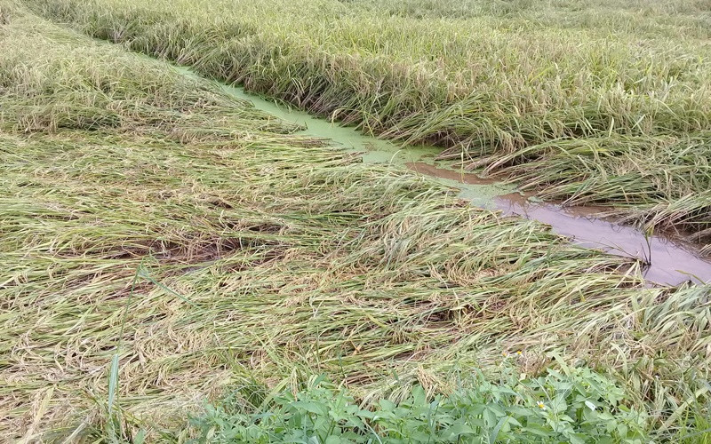 Nhiều diện tích lúa ở xã Thái Hưng (huyện Thái Thụy, tỉnh Thái Bình) bị đổ do ngập úng nặng.