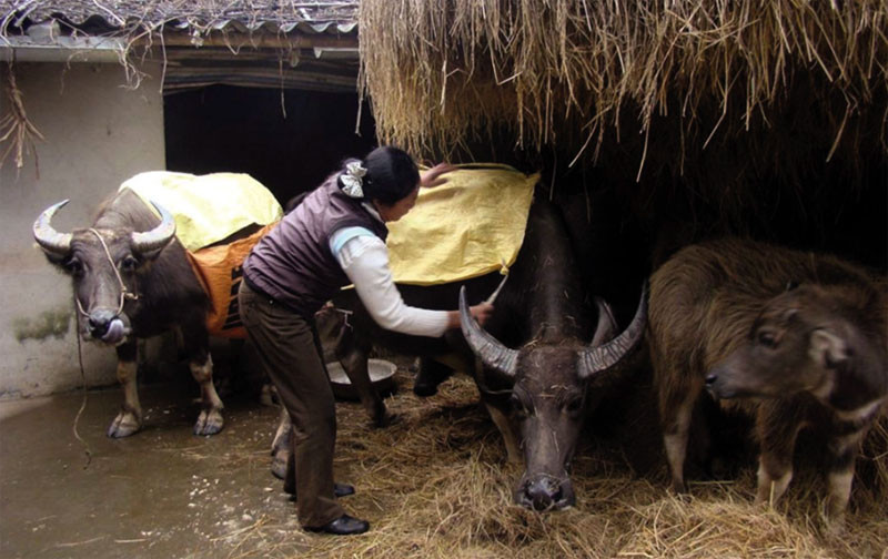 Chủ động phòng chống rét cho gia súc khi nhiệt độ xuống thấp. (Ảnh minh họa)