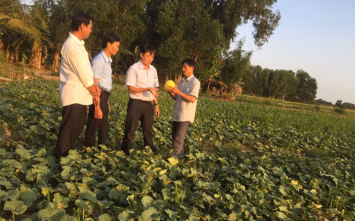 Mô hình trồng dưa lê của gia đình anh Võ Tấn Phát (người đầu tiên bên phải) ở ấp 2, xã Lương Tâm, huyện Long Mỹ (Hậu Giang), được nhiều hộ dân áp dụng.