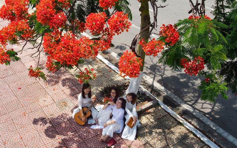 Mỗi dịp tháng 5 và 6, hoa phượng lại bừng nở, rợp đỏ một góc trời thành phố Hải Phòng - thành phố hoa phượng đỏ.